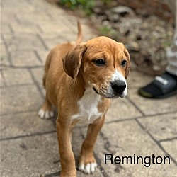 Photo of Remington