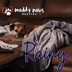 Thumbnail photo of Rainy (Courtesy Post) #3