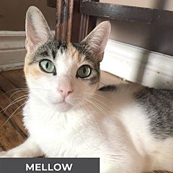 Thumbnail photo of Mellow #1