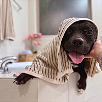 adopt a pet