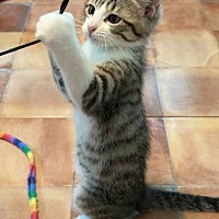 adopt a pet