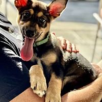 adopt a pet