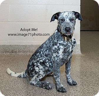 australian cattle dog dalmatian