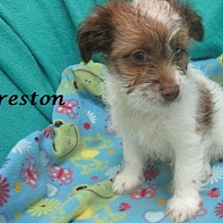 Thumbnail photo of Preston #3