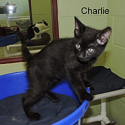 Thumbnail photo of Charlie #3