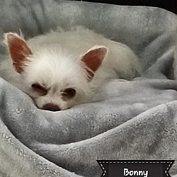 Thumbnail photo of Bonny #3