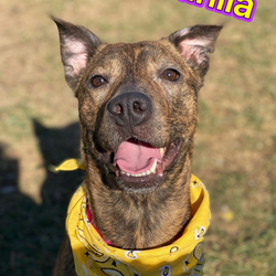 Photo of Dahlia