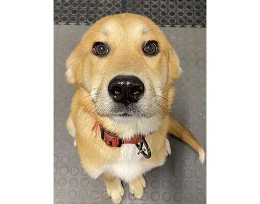 Westminster, MD - Great Pyrenees. Meet ROCKO a Pet for Adoption