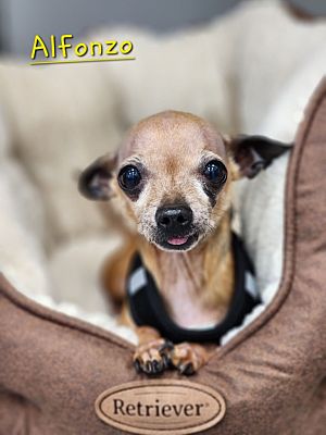 Cambridge, MD - Chihuahua. Meet Alfonzo a Pet for Adoption - AdoptaPet.com