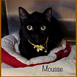 Photo of MOUSSE