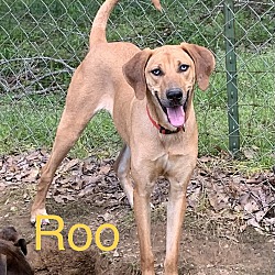 Thumbnail photo of Roo #1