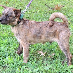 Thumbnail photo of PUPPY CURIOUS COCO #4