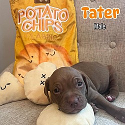 Thumbnail photo of Tater #1