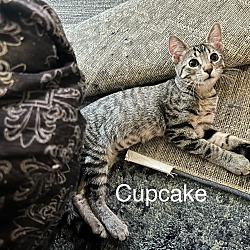 Thumbnail photo of CupcakeQ #1