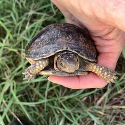 Thumbnail photo of Juvenile three toed box turtles #1