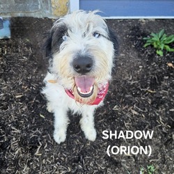 Thumbnail photo of Shadow (Orion) #3