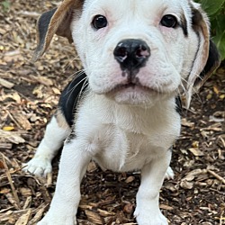 Thumbnail photo of Too Cute Toby 3/4 English bulldog #2