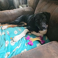 adopt a pet