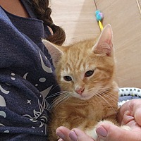 adopt a pet