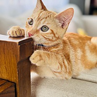 adopt a pet