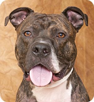 pitbull mastiff mix brindle