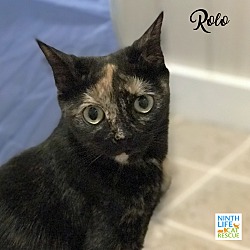 Thumbnail photo of Rolo #4