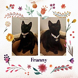 Thumbnail photo of Franny #1