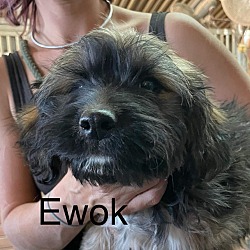 Photo of Ewok