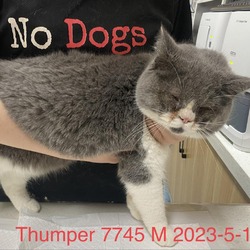 Photo of Thumper 7745