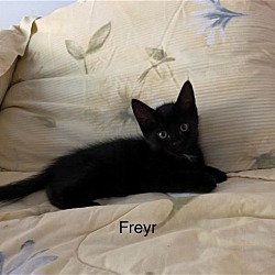 Thumbnail photo of Freyr #2