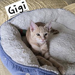 Thumbnail photo of Gigi #4