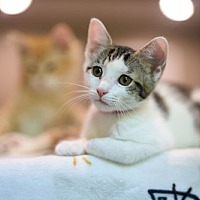 adopt a pet