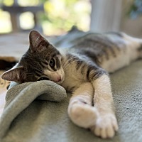 adopt a pet