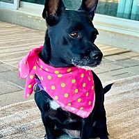 adopt-pet