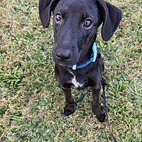 adopt-pet
