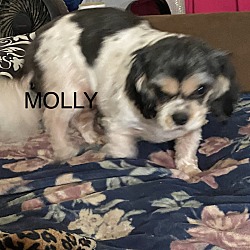 Thumbnail photo of Molly #2