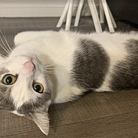adopt a pet