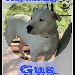 Thumbnail photo of Gus #1