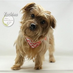 Photo of Kushina