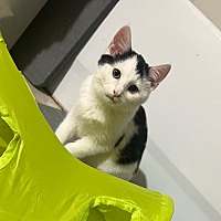 adopt a pet
