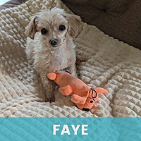 FAYE - Mixed Breed (Small) available for adoption