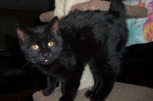 black american bobtail cat