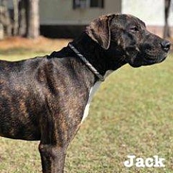 Cane Corso Puppies For Sale In North Carolina Adoptapetcom