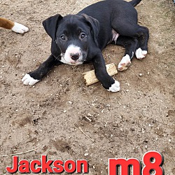 Photo of Jackson