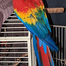 Thumbnail photo of Ruby - Scarlet macaw #4