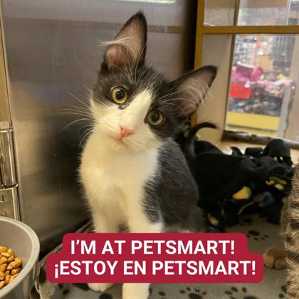 Cat for adoption - Kittens at Midlothian PetSmart store, a