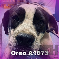 Thumbnail photo of Oreo A1673 #2