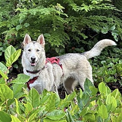 Photo of Bella - AVAILABLE