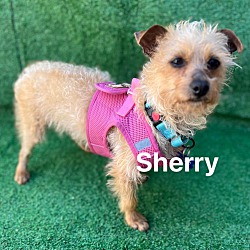 Photo of Sherry