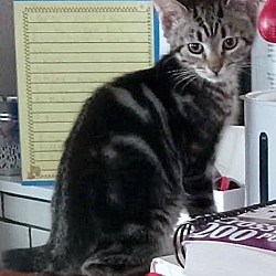 Thumbnail photo of COCOA - Beautiful gray/black tabby coat!! #4